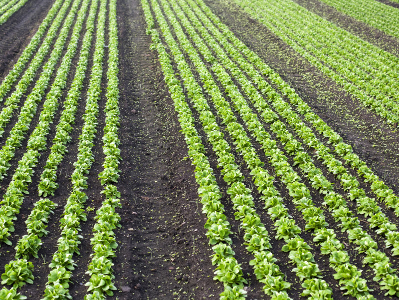 Salat im Freiland bereit zur Ernte von Lohnarbeitern