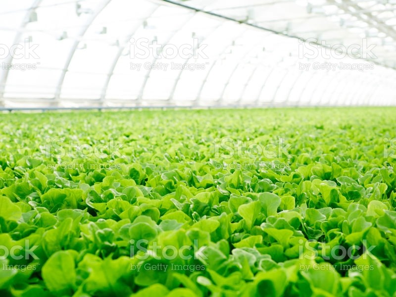 Anbaufläche und Produktionsfläche von Salat im Gewächshaus